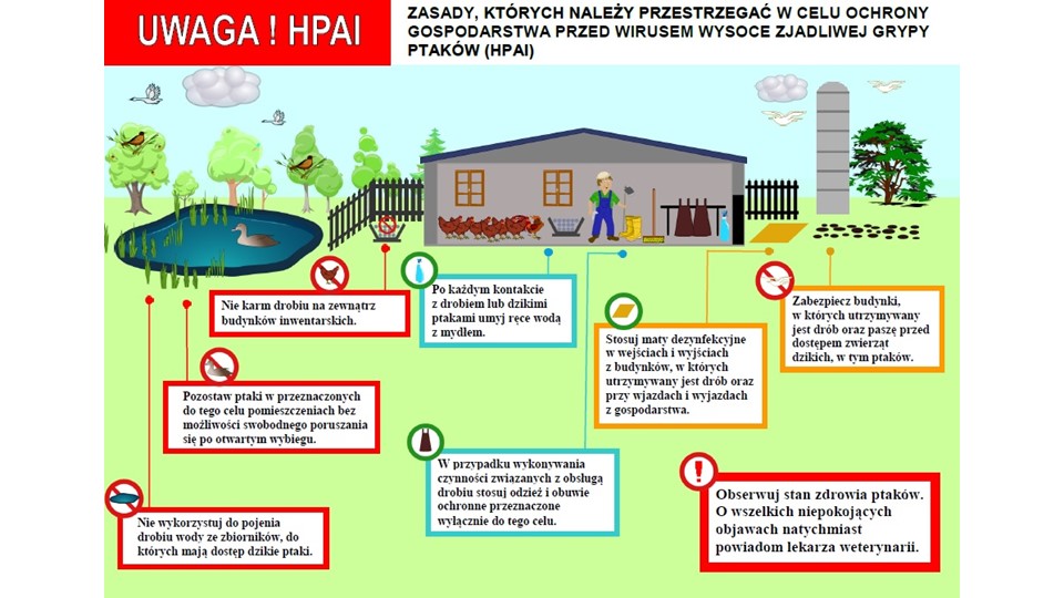 Infografika ostrzegawcza „Uwaga! HPAI” przedstawiająca zasady ochrony gospodarstwa przed wirusem wysoce zjadliwej grypy ptaków (HPAI). Ilustracje i piktogramy pokazują m.in.: zakaz wypuszczania drobiu na zewnątrz, konieczność trzymania ptaków w zamkniętych pomieszczeniach, zakaz pojenia drobiu wodą ze zbiorników dostępnych dla dzikich ptaków, mycie rąk po kontakcie z drobiem, stosowanie odzieży ochronnej i mat dezynfekcyjnych, zabezpieczenie budynków przed dostępem dzikich zwierząt oraz obowiązek obserwacji zdrowia ptaków i zgłaszania niepokojących objawów do weterynarza.