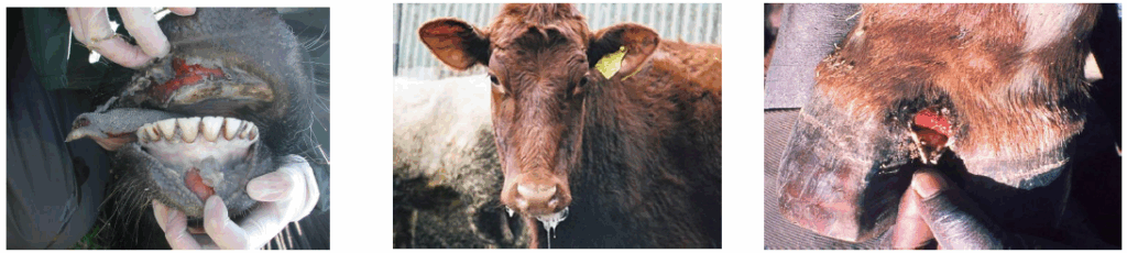 Ilustracja obrazująca przykłady występowania pryszczycy